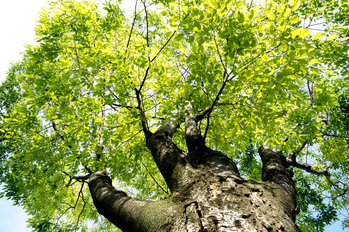 Fresh green zelkova